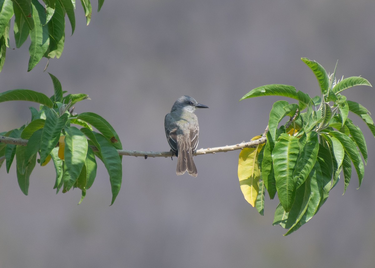 Tropical Kingbird - Miguel Mota