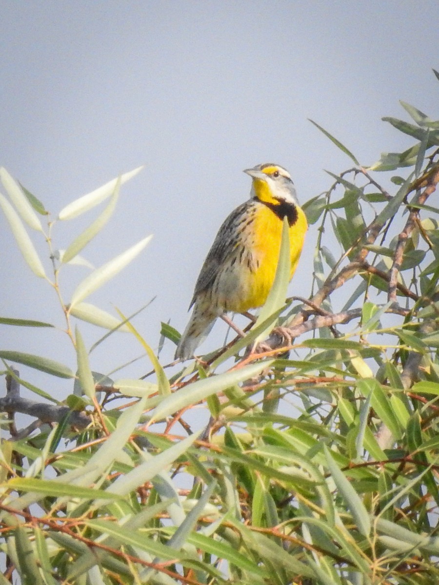 Chihuahuan Meadowlark - Sergio Castañeda Ramos