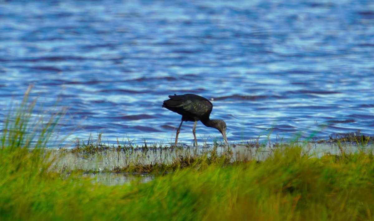 Glossy Ibis - May Britton