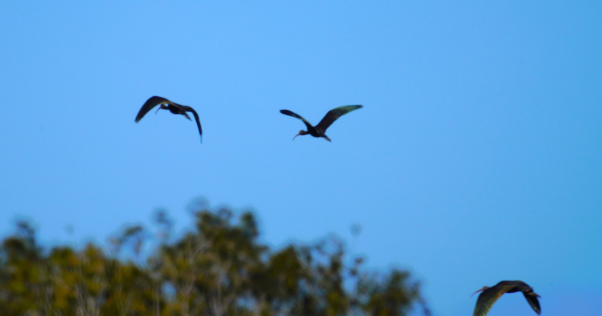 ibis hnědý - ML619606650