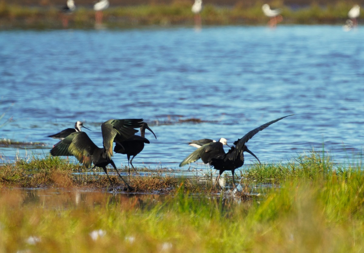 Glossy Ibis - May Britton