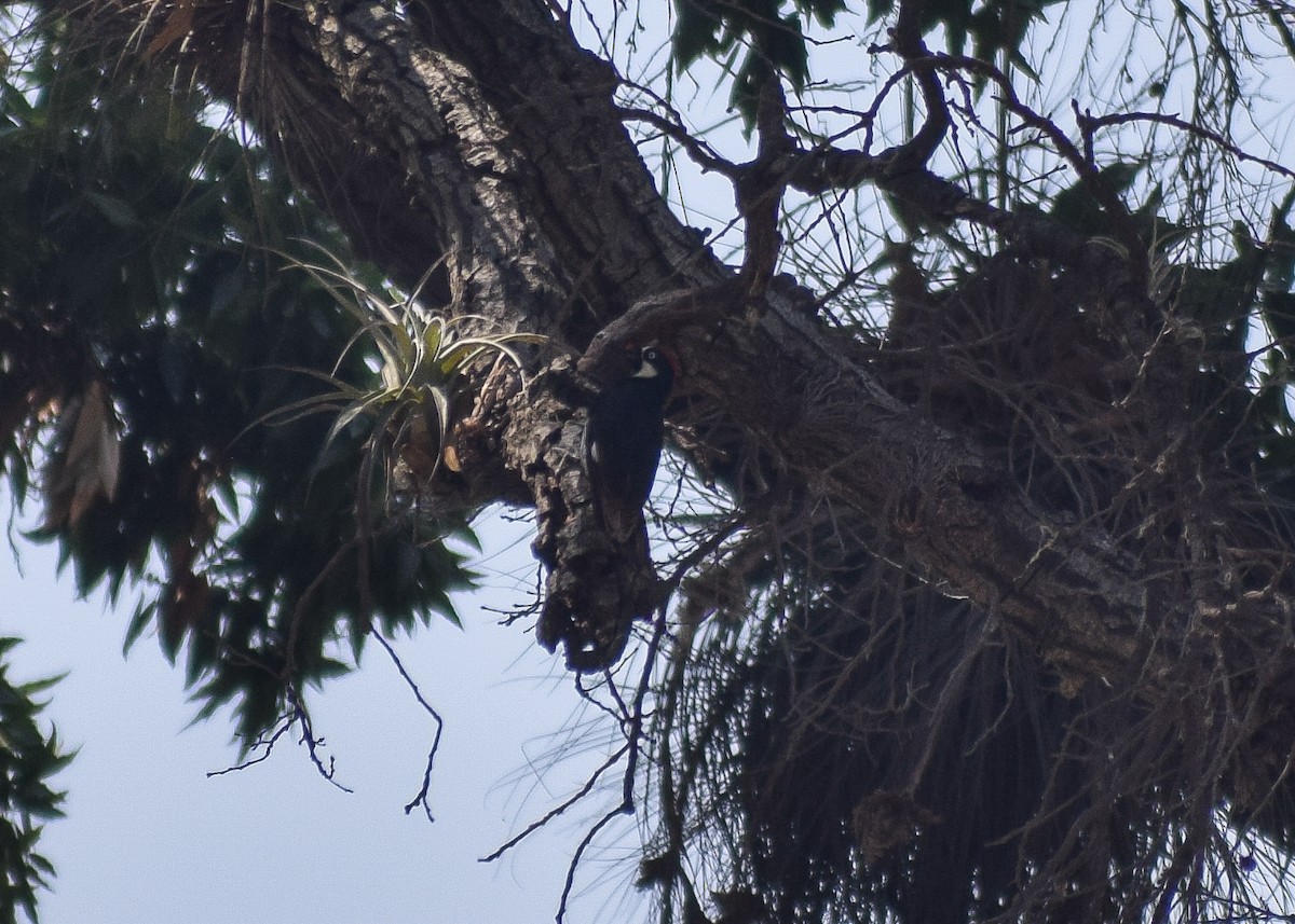 Acorn Woodpecker - Miguel Mota