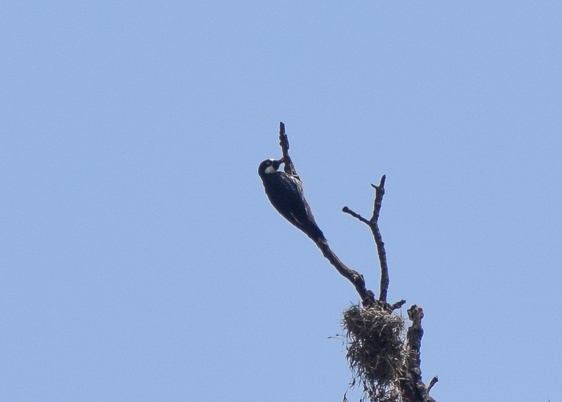 Acorn Woodpecker - Miguel Mota