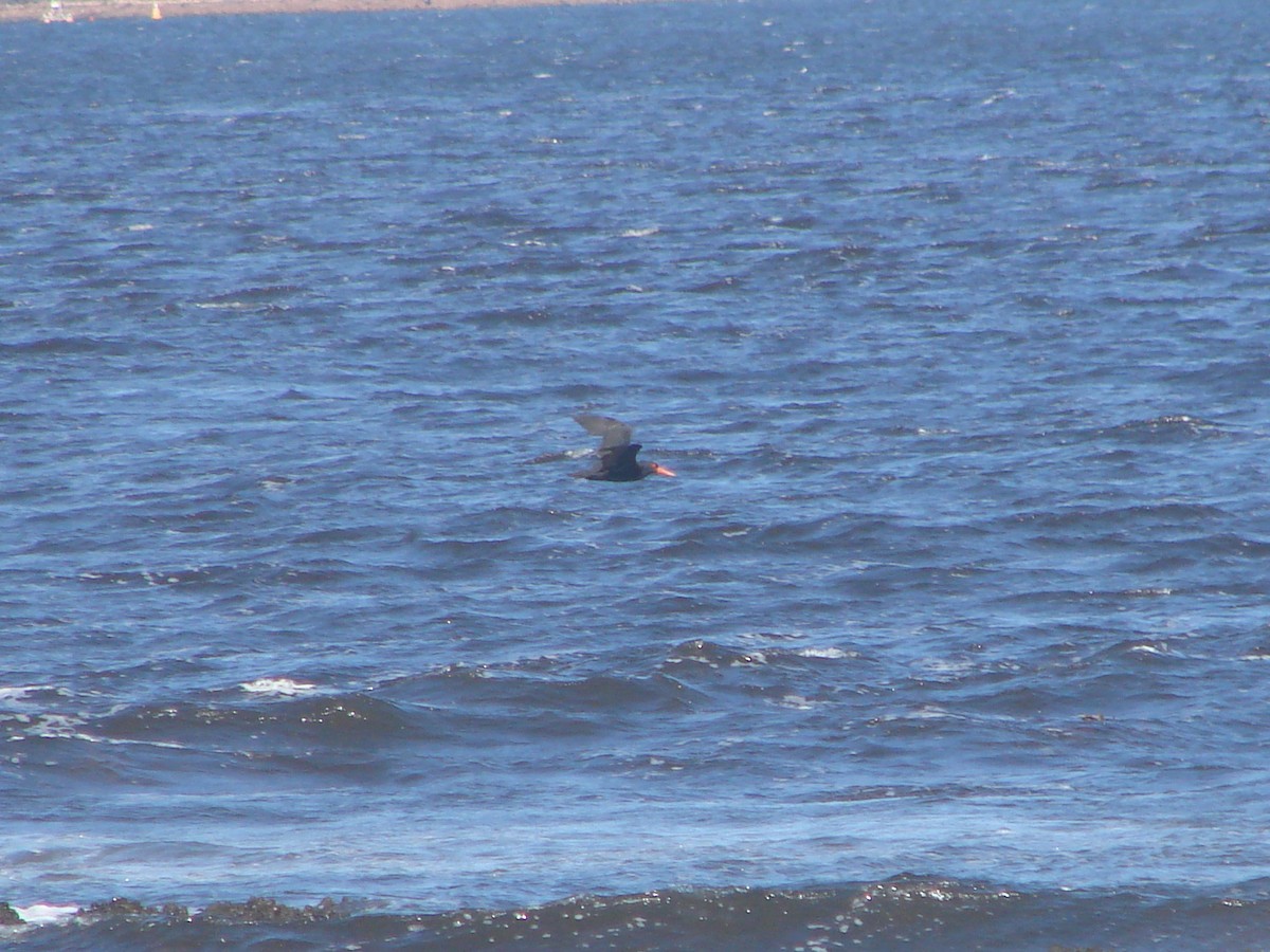 Sooty Oystercatcher - ML619606656