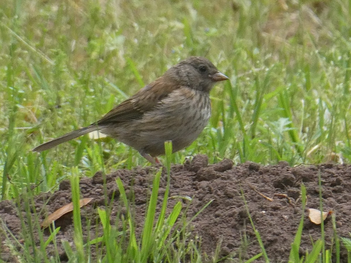 Dark-eyed Junco - Anonymous