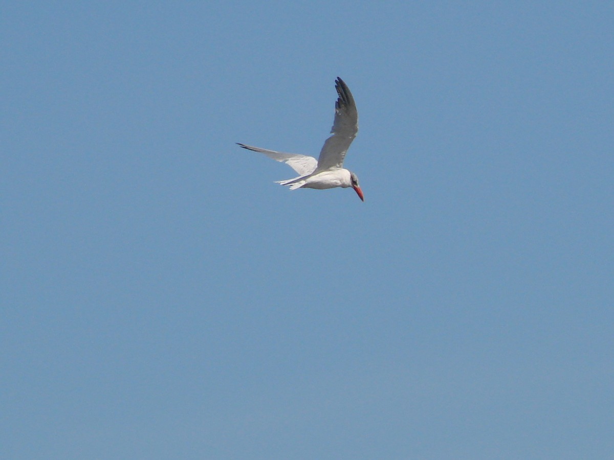 Caspian Tern - ML619606659