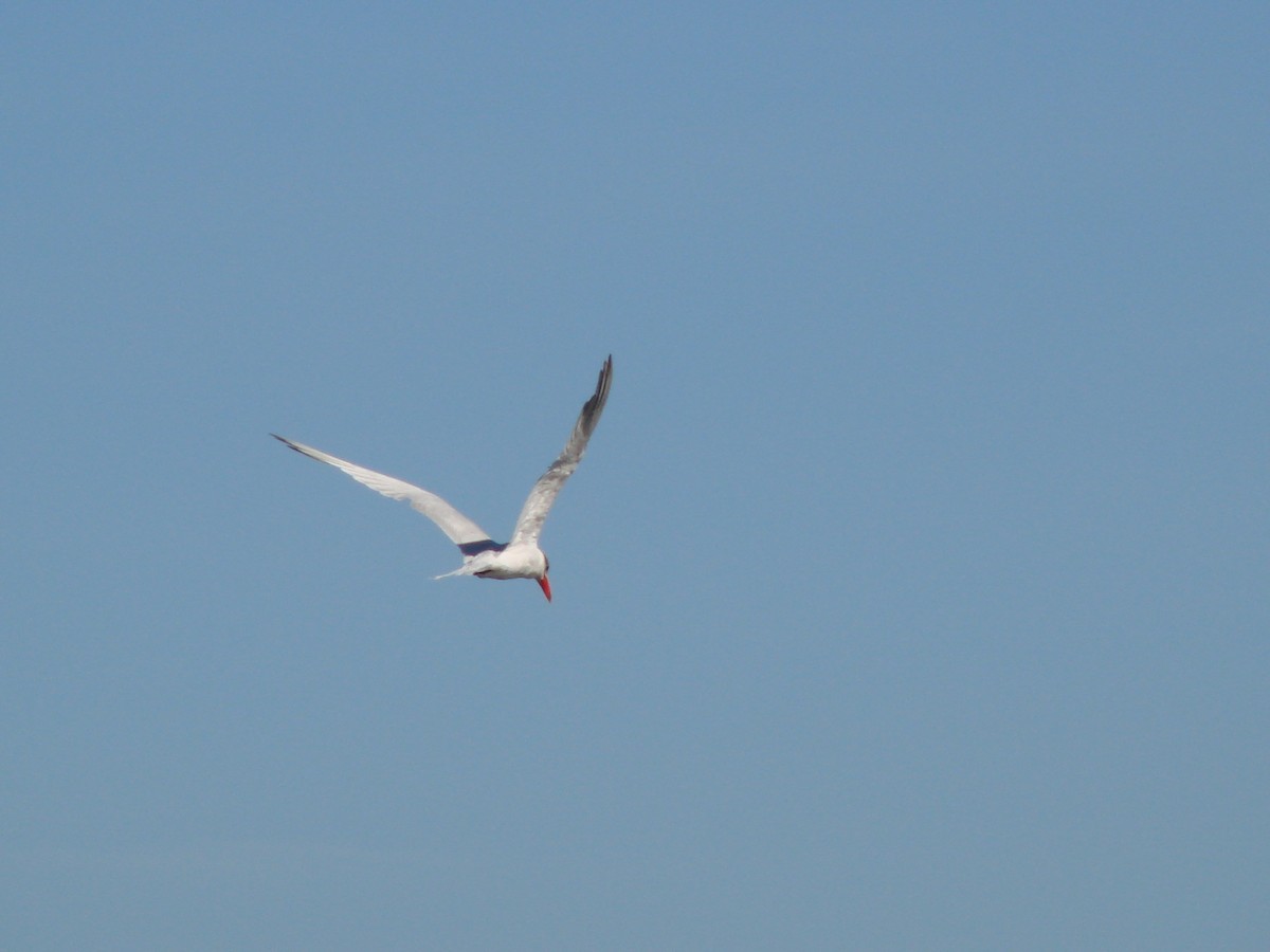 Caspian Tern - Andrew Bishop