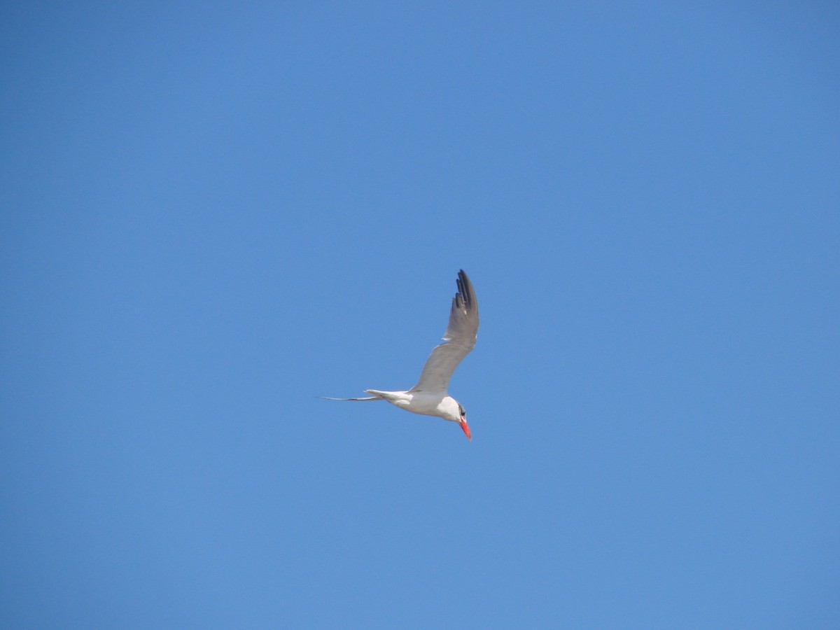 Caspian Tern - Andrew Bishop