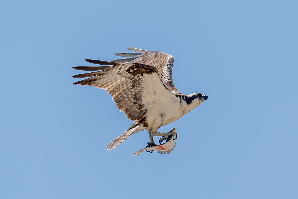 Osprey - Ruslan Balagansky