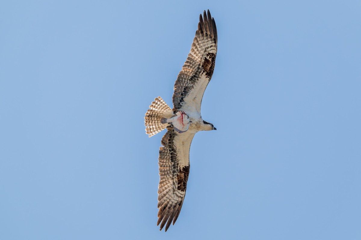 Osprey - Ruslan Balagansky