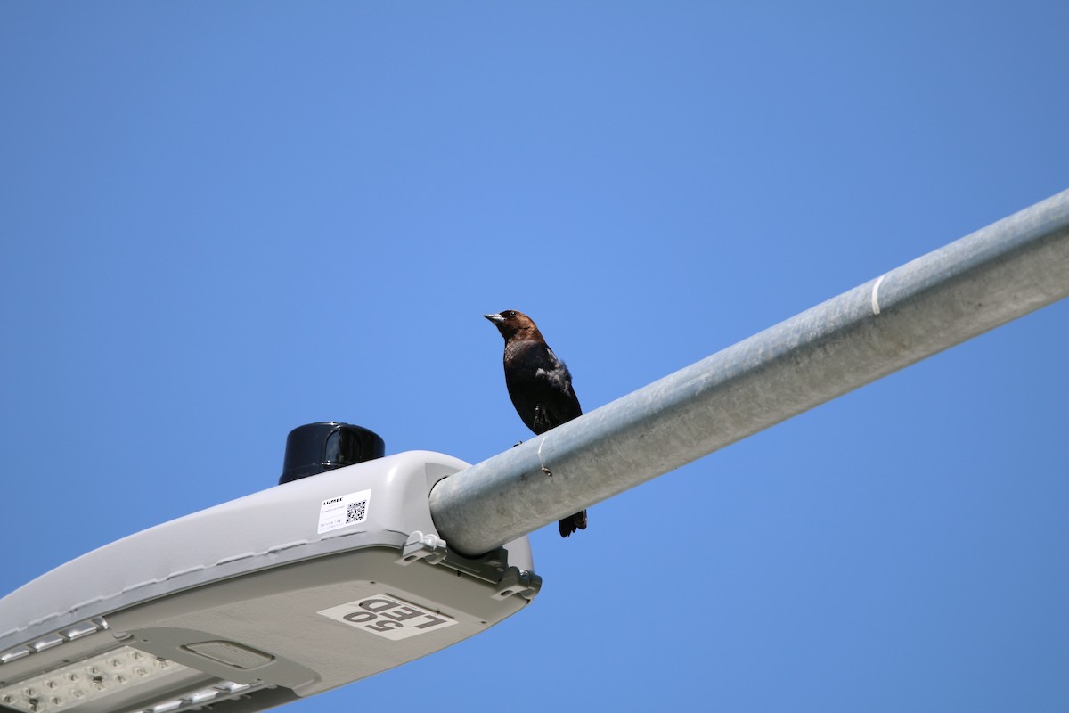 Brown-headed Cowbird - Keegan Brown