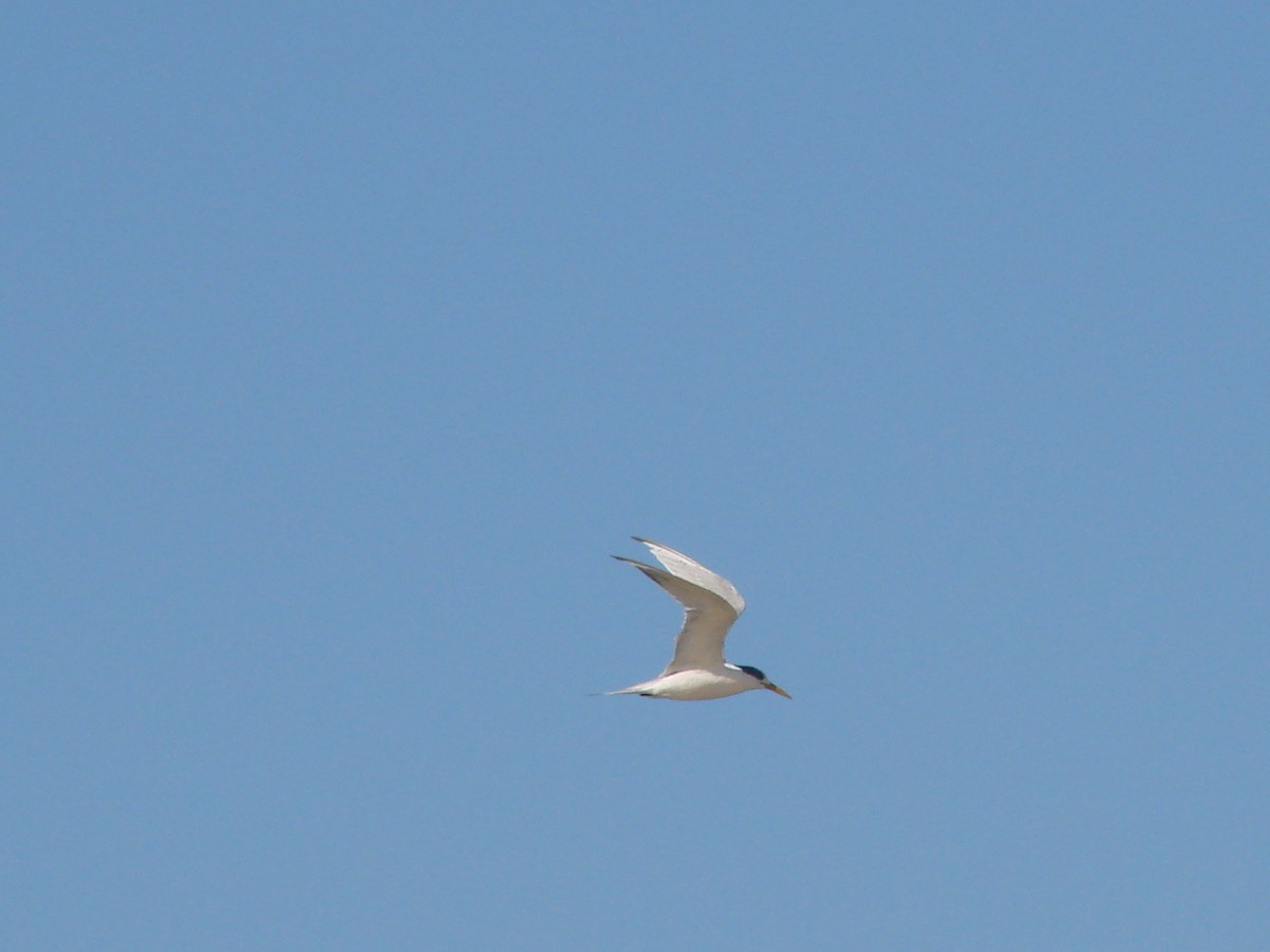 Great Crested Tern - Andrew Bishop