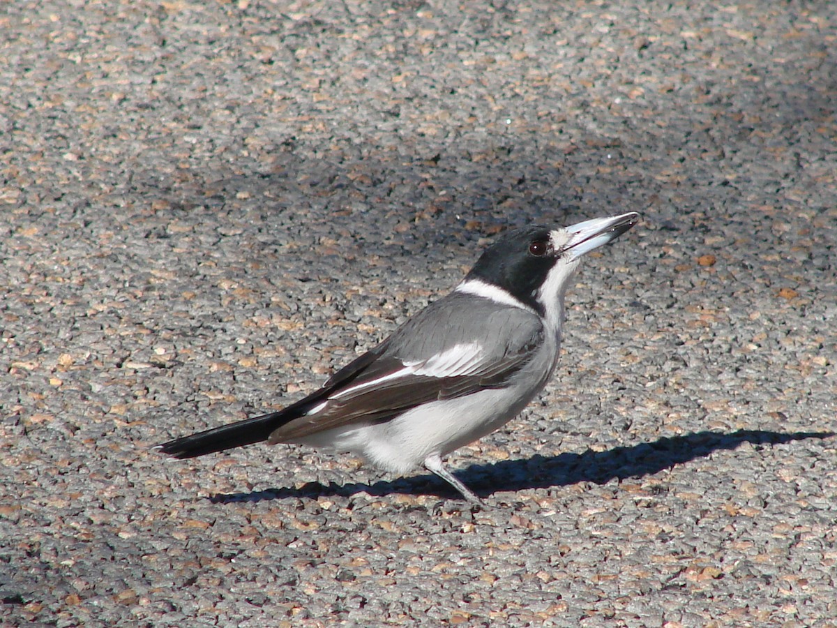 Gray Butcherbird - Andrew Bishop