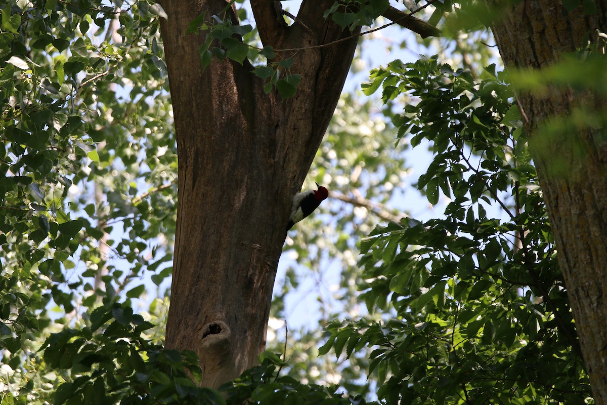 Red-headed Woodpecker - Keegan Brown