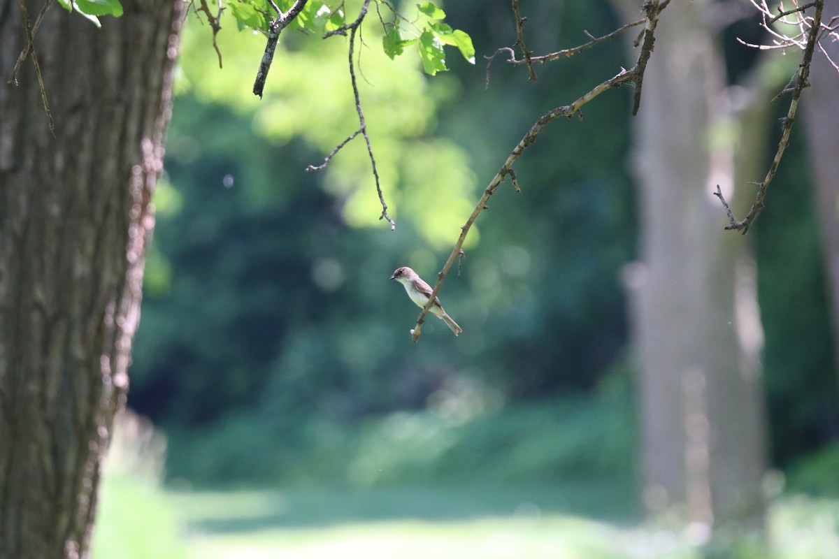 Eastern Phoebe - Keegan Brown