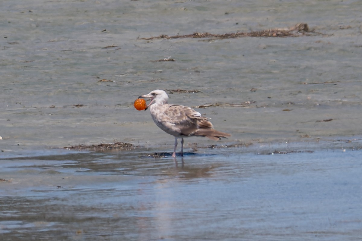 Western Gull - Ruslan Balagansky