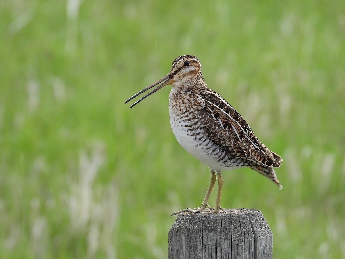 Wilson's Snipe - Tim Forrester