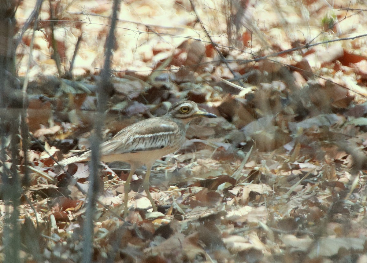 Indian Thick-knee - Jagat Flora