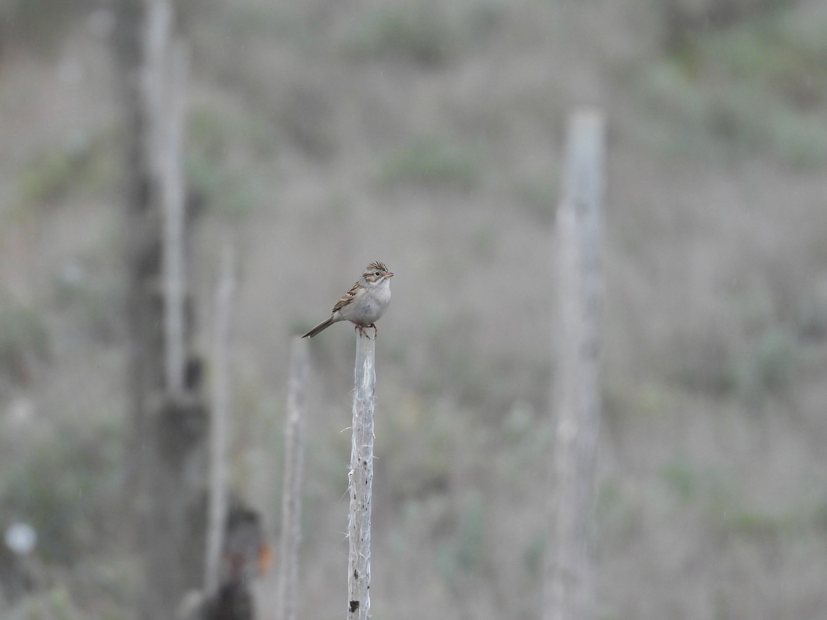 Brewer's Sparrow - Tim Forrester