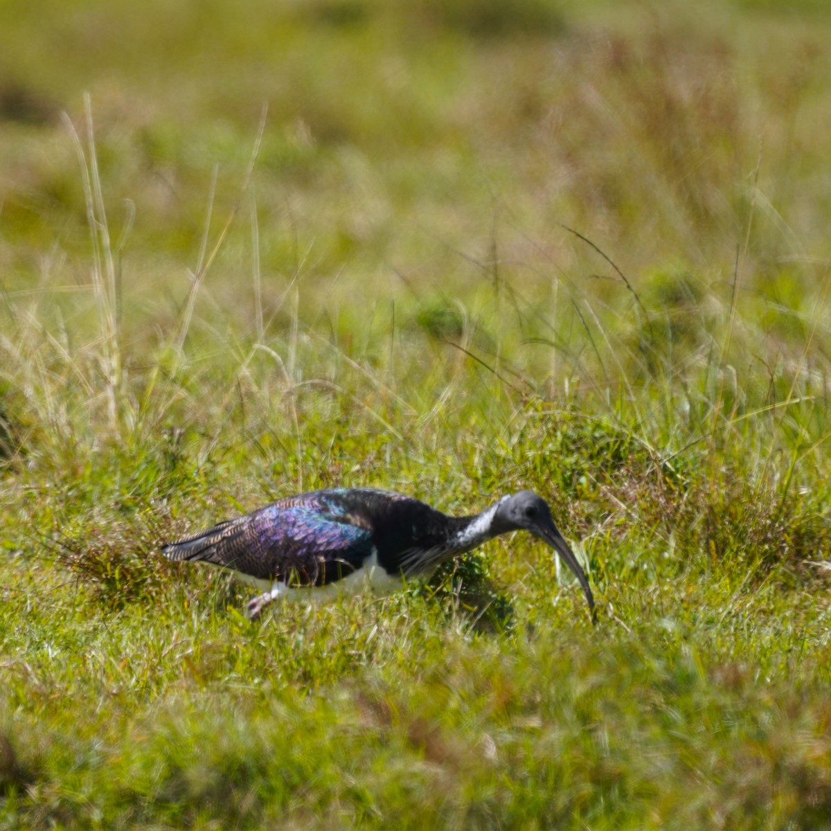 Straw-necked Ibis - May Britton