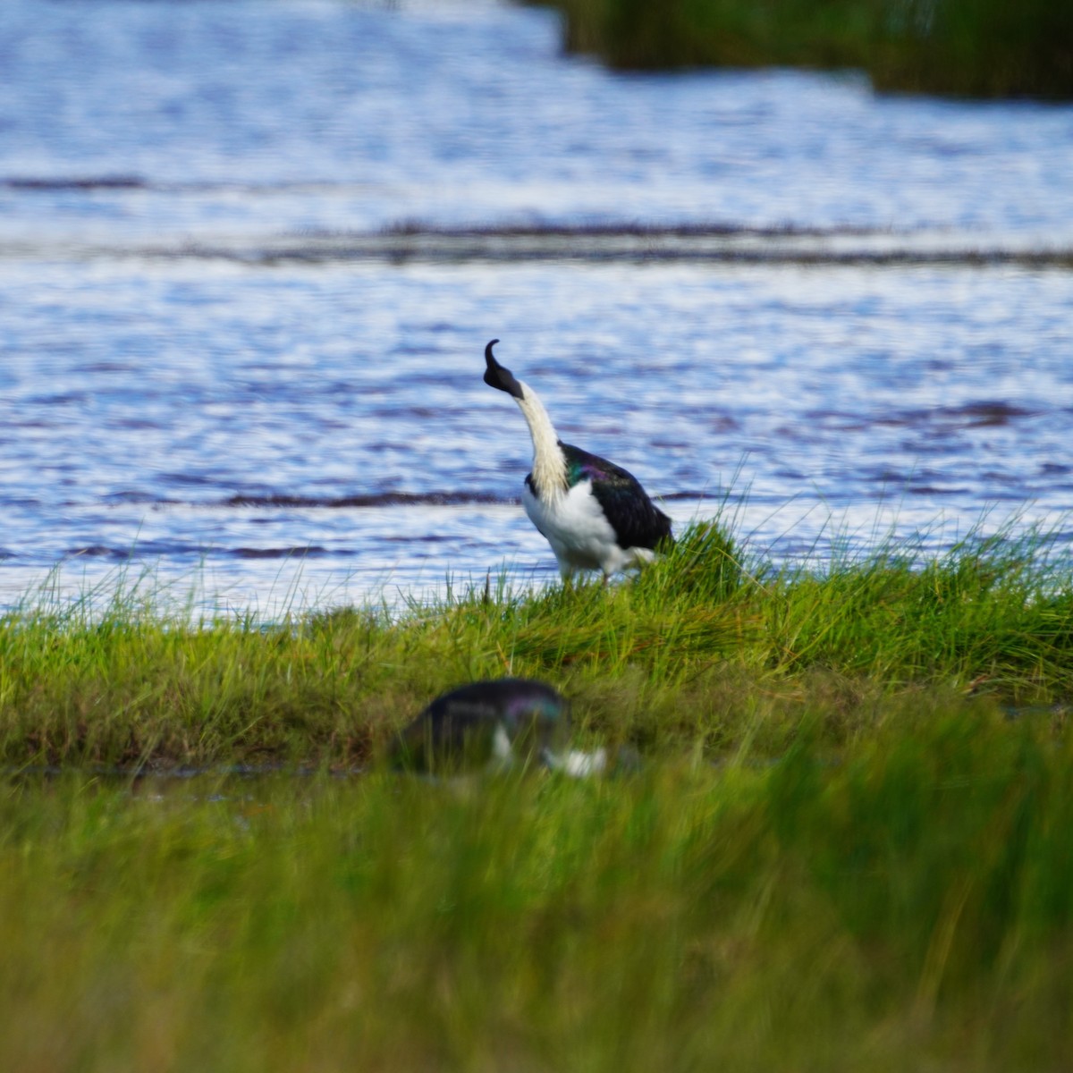 Straw-necked Ibis - May Britton