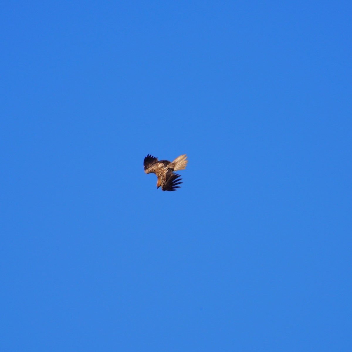 Whistling Kite - May Britton