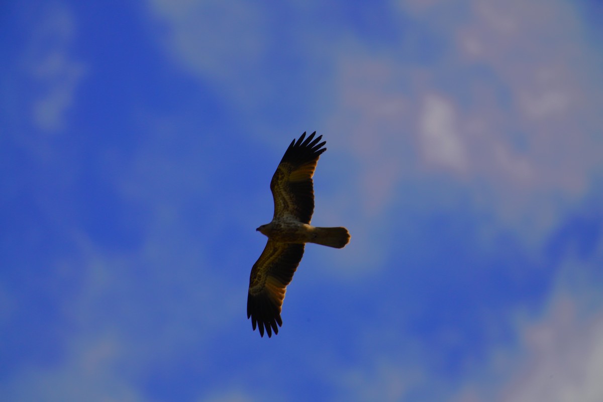 Whistling Kite - May Britton