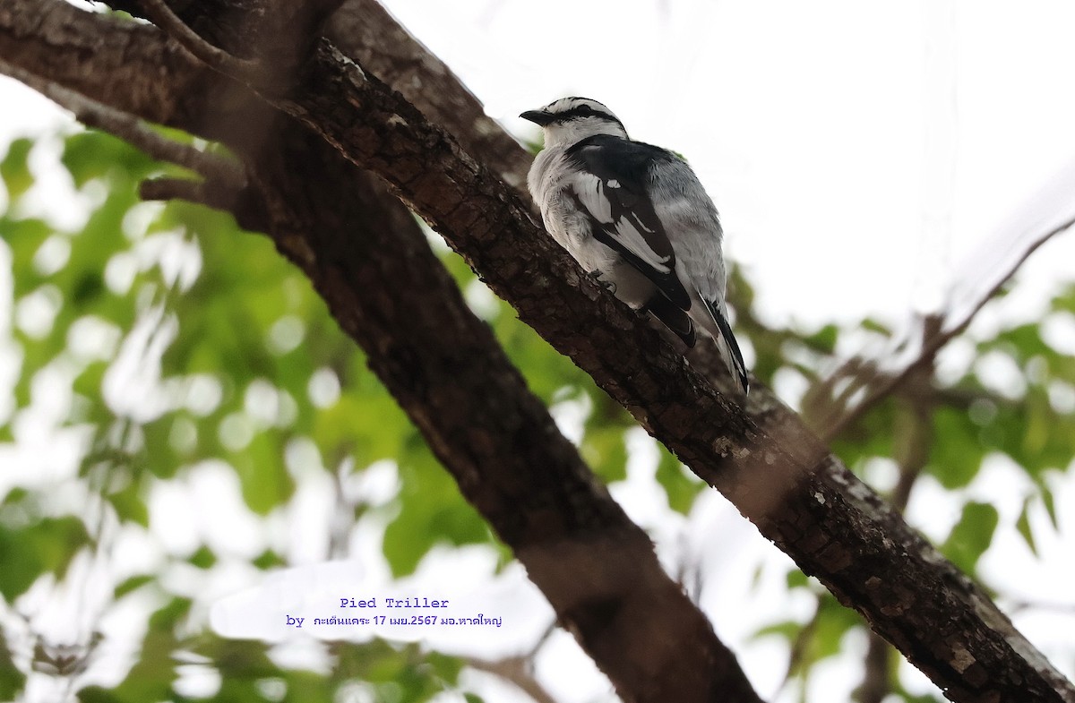 Pied Triller - Argrit Boonsanguan