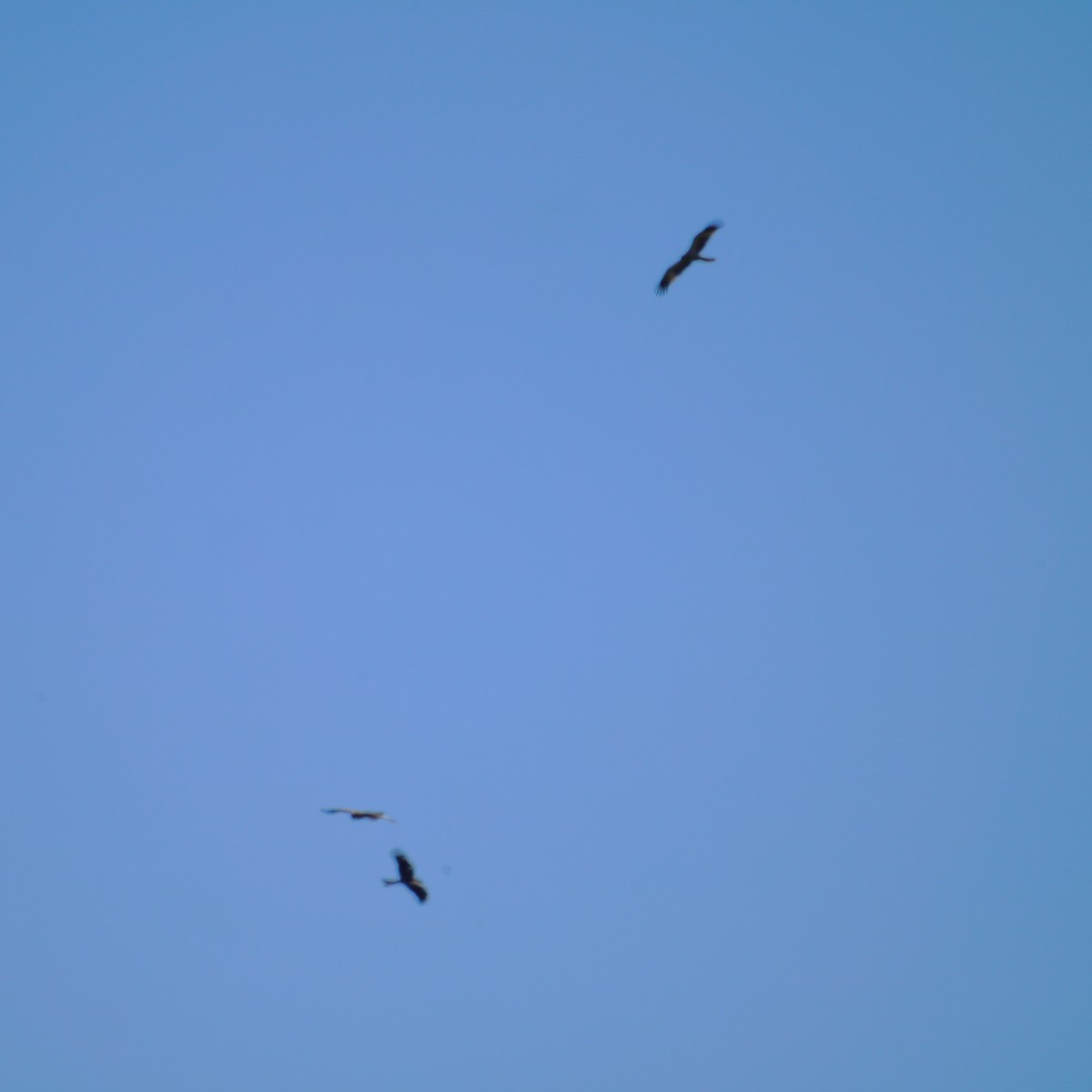 Black Kite - May Britton