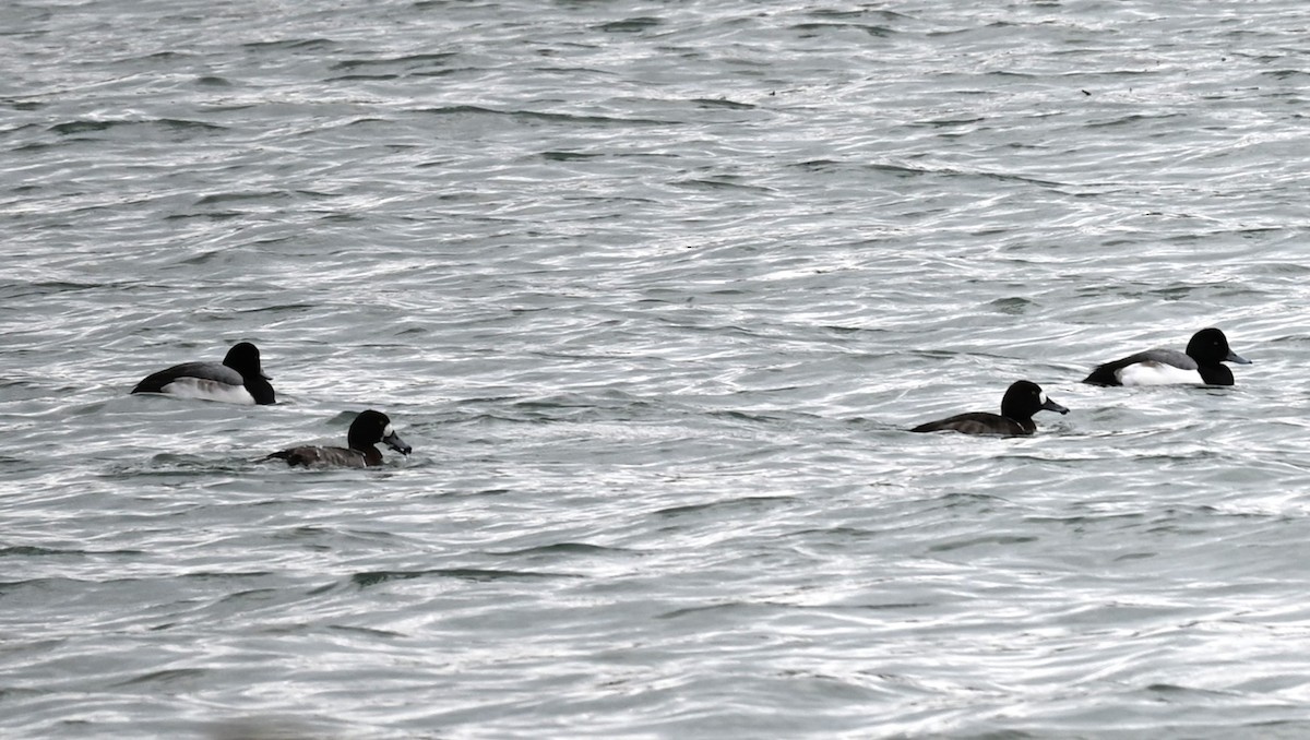 Lesser Scaup - Nicolle and H-Boon Lee