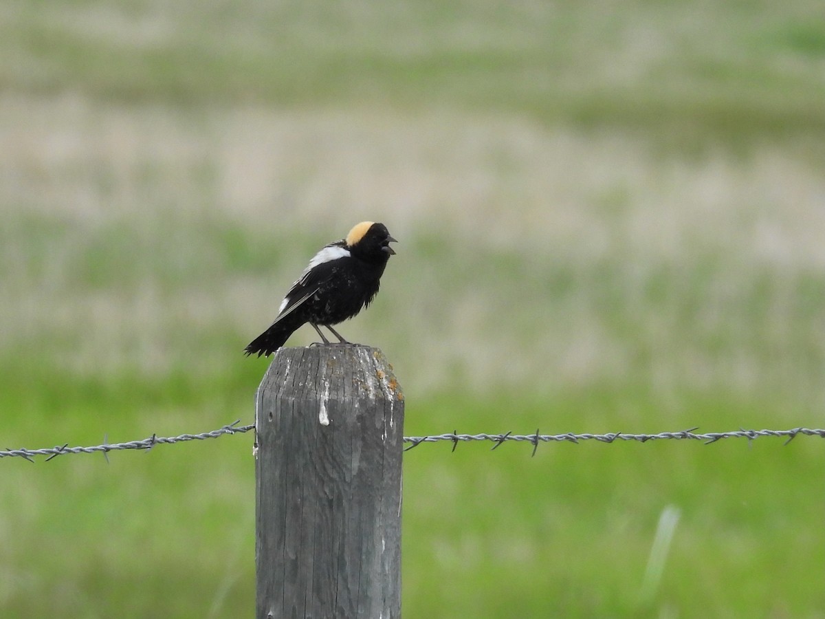 Bobolink - Tim Forrester