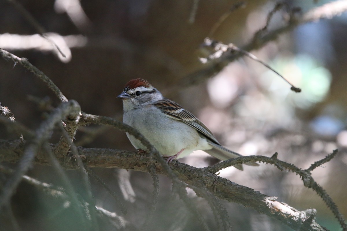 Chipping Sparrow - Keegan Brown