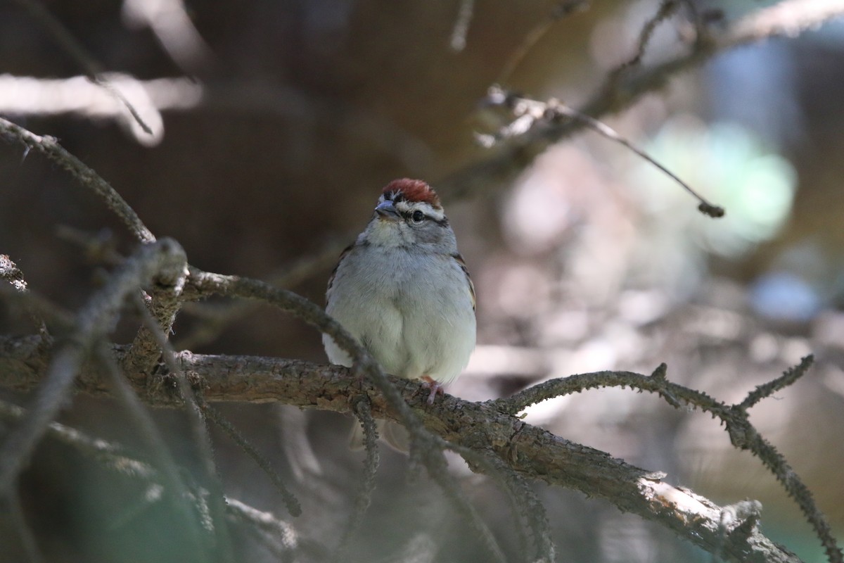 Chipping Sparrow - Keegan Brown