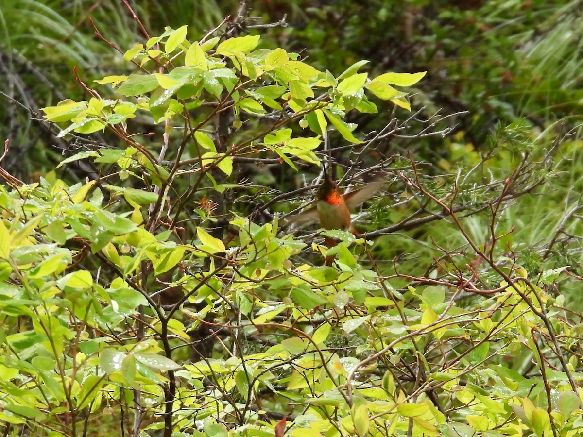 Rufous Hummingbird - Tim Forrester