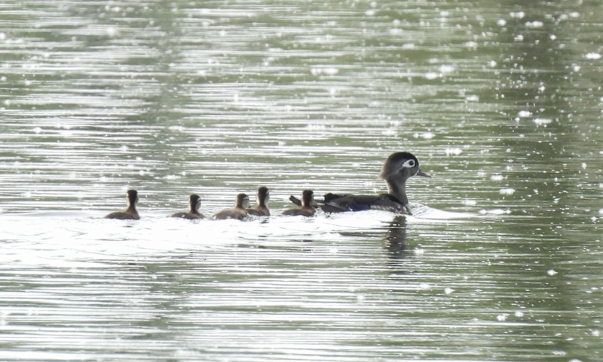 Wood Duck - Anita M Granger