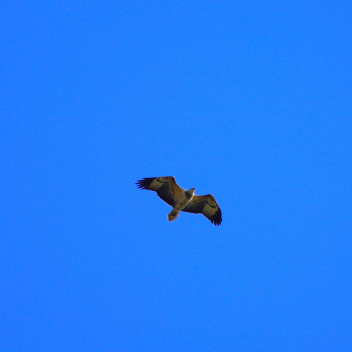 White-bellied Sea-Eagle - ML619606735