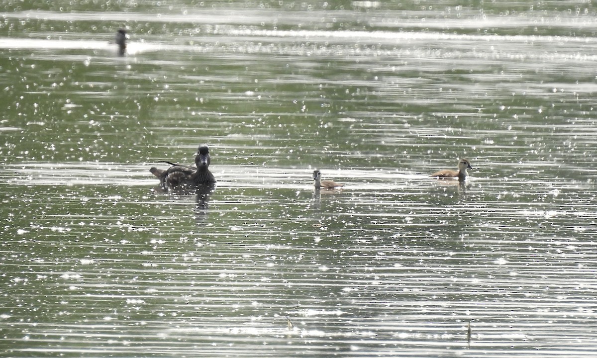 Wood Duck - Anita M Granger