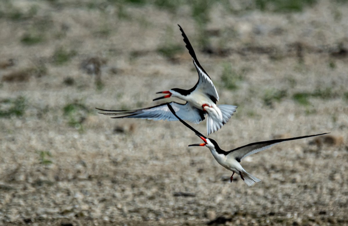 Black Skimmer - Leonardo Guzmán (Kingfisher Birdwatching Nuevo León)