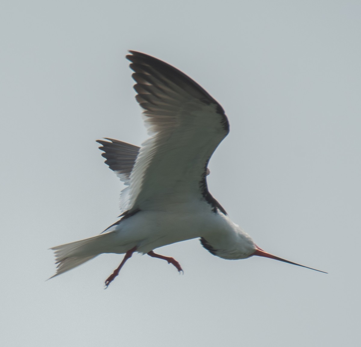 Black Skimmer - Leonardo Guzmán (Kingfisher Birdwatching Nuevo León)