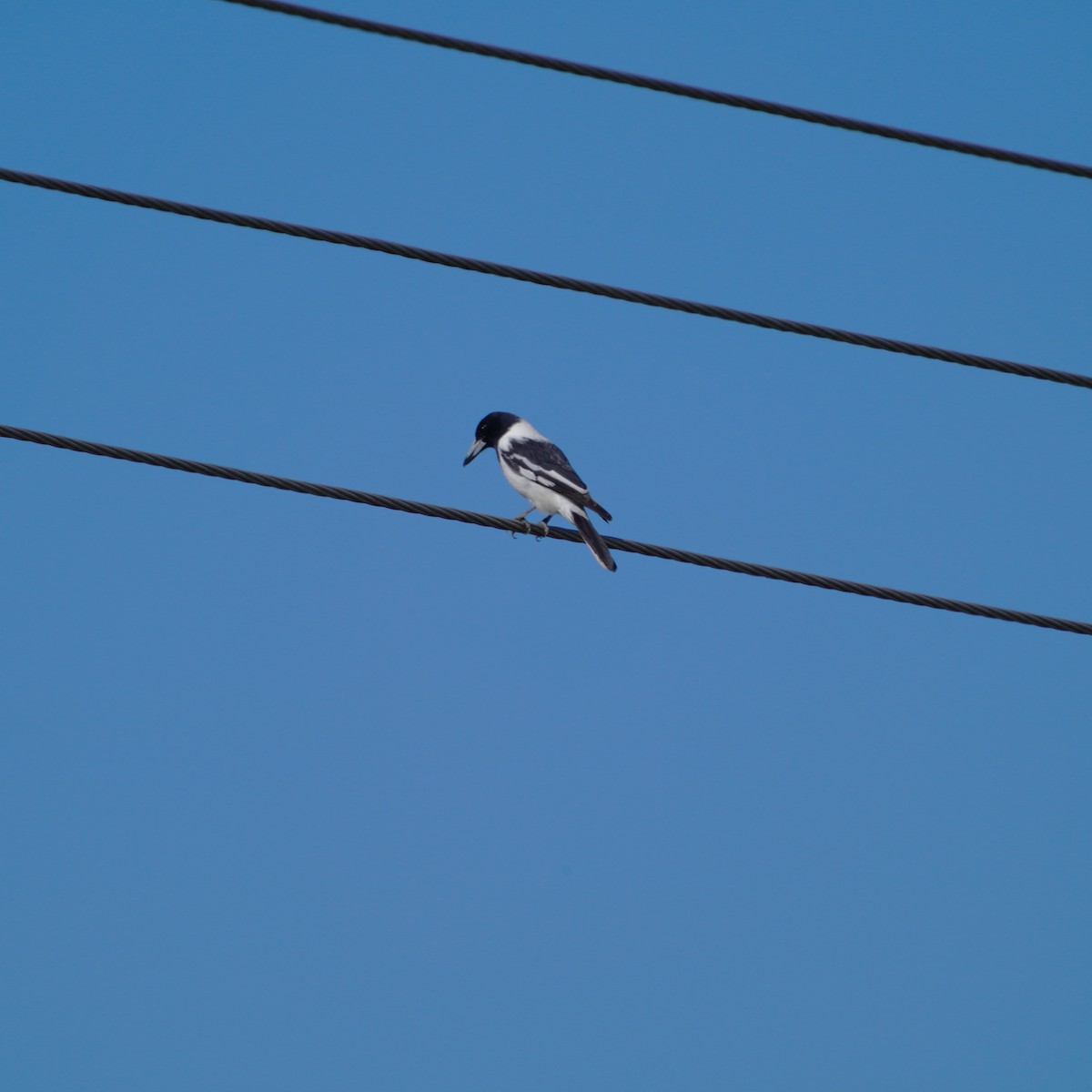 Pied Butcherbird - ML619606745