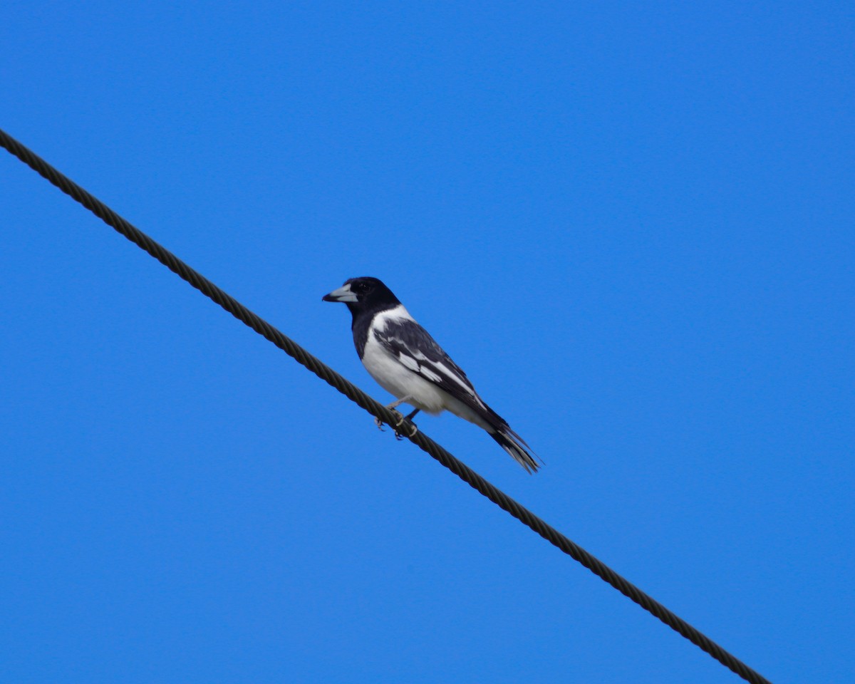 Pied Butcherbird - May Britton