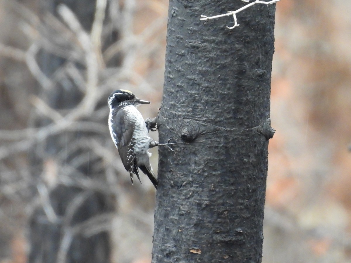 American Three-toed Woodpecker - Tim Forrester