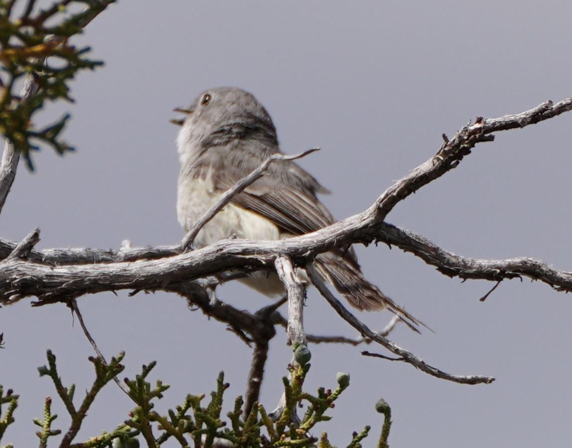 Gray Vireo - linda p