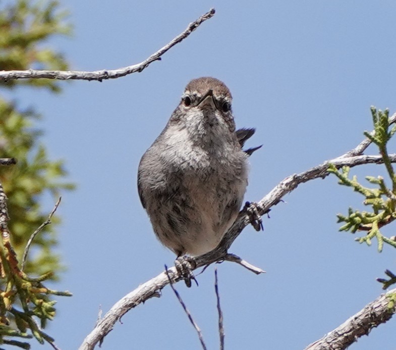 Bewick's Wren - linda p