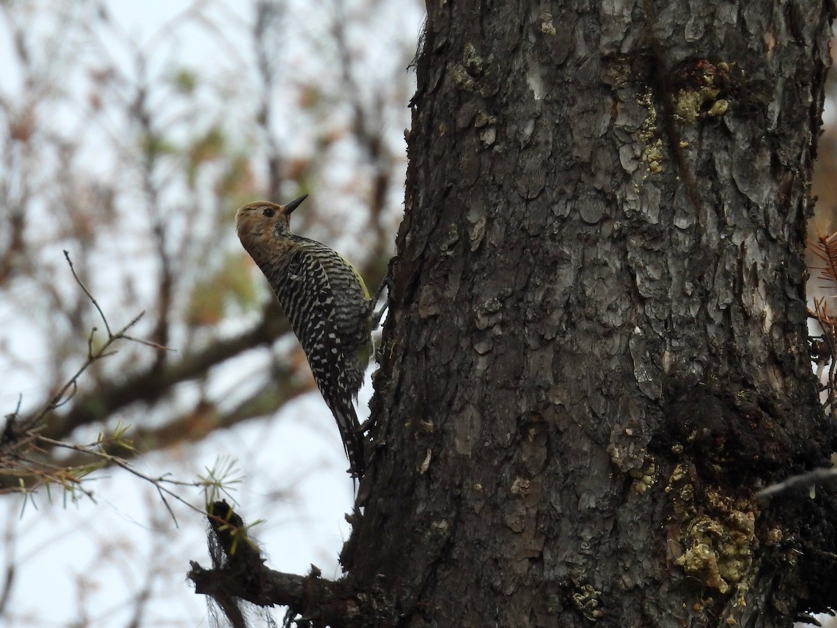 Williamson's Sapsucker - ML619606759