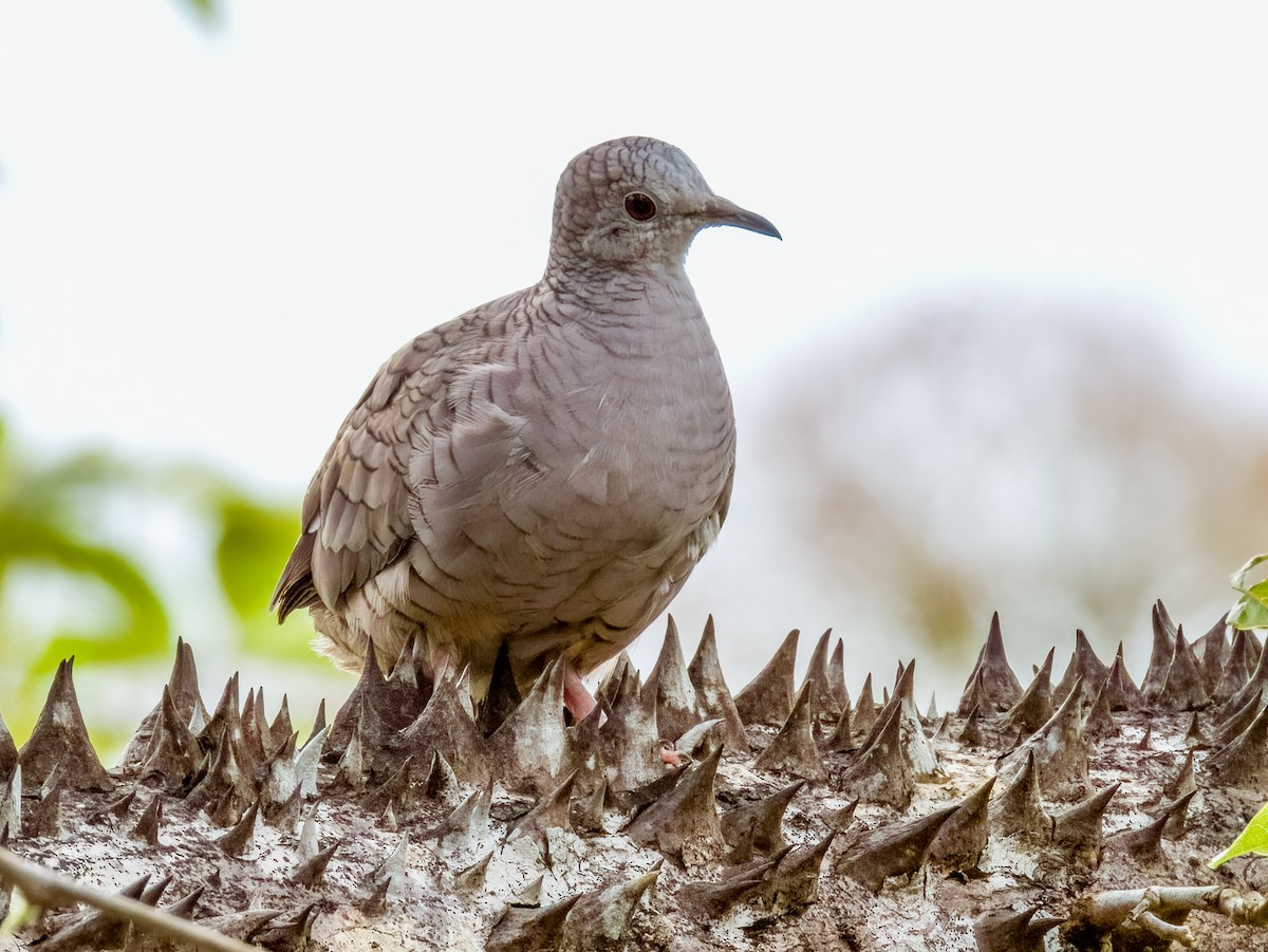 Inca Dove - ML619606765