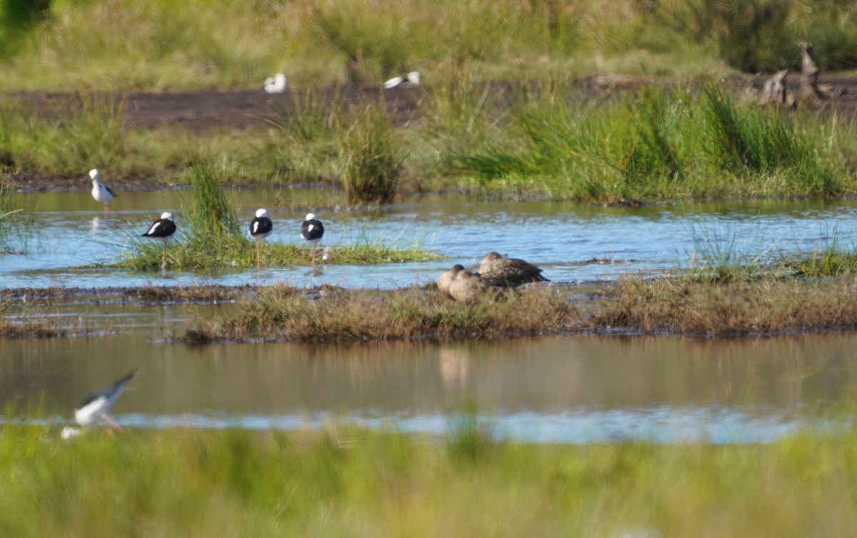 Pied Stilt - ML619606766