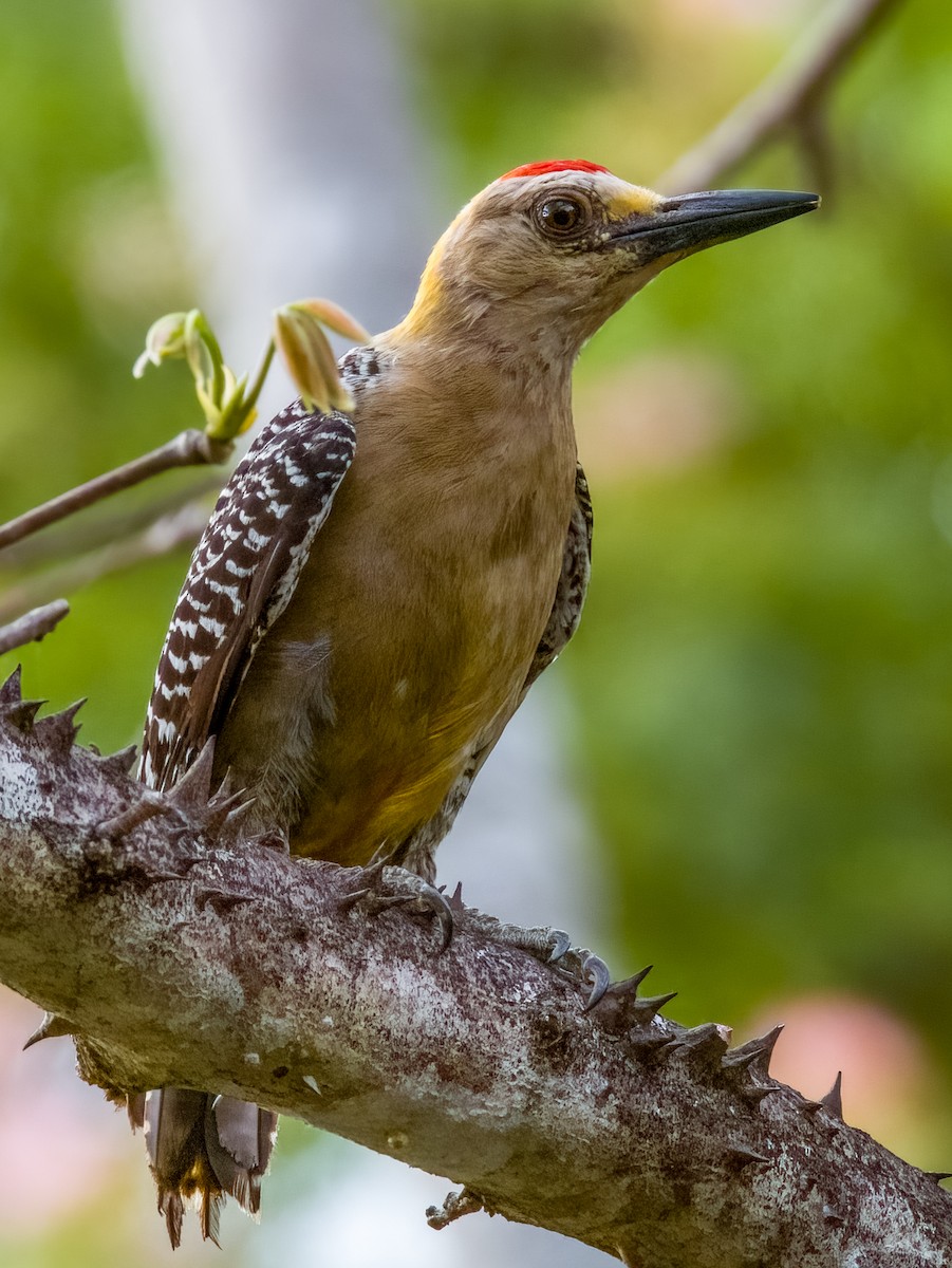 Hoffmann's Woodpecker - Imogen Warren