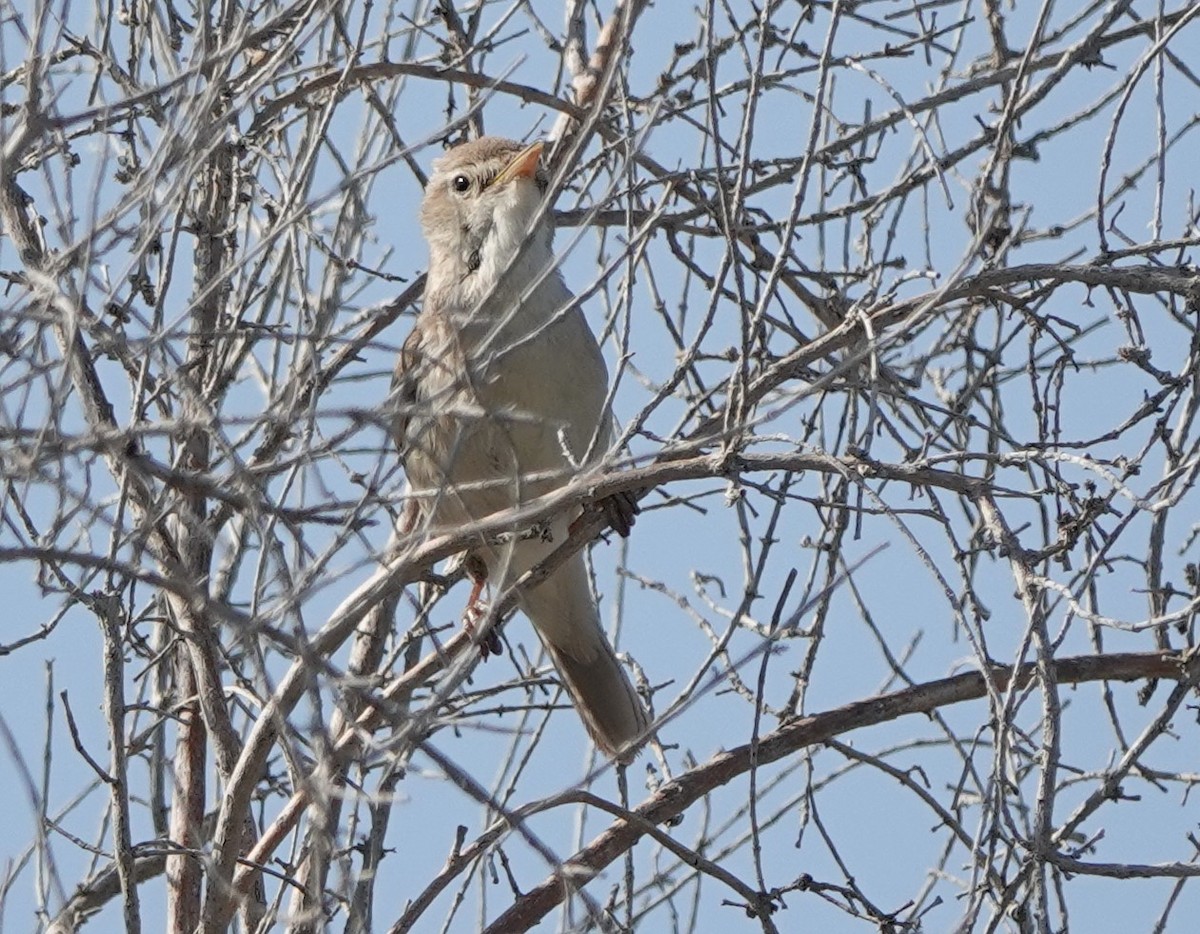 Sykes's Warbler - Martin Pitt