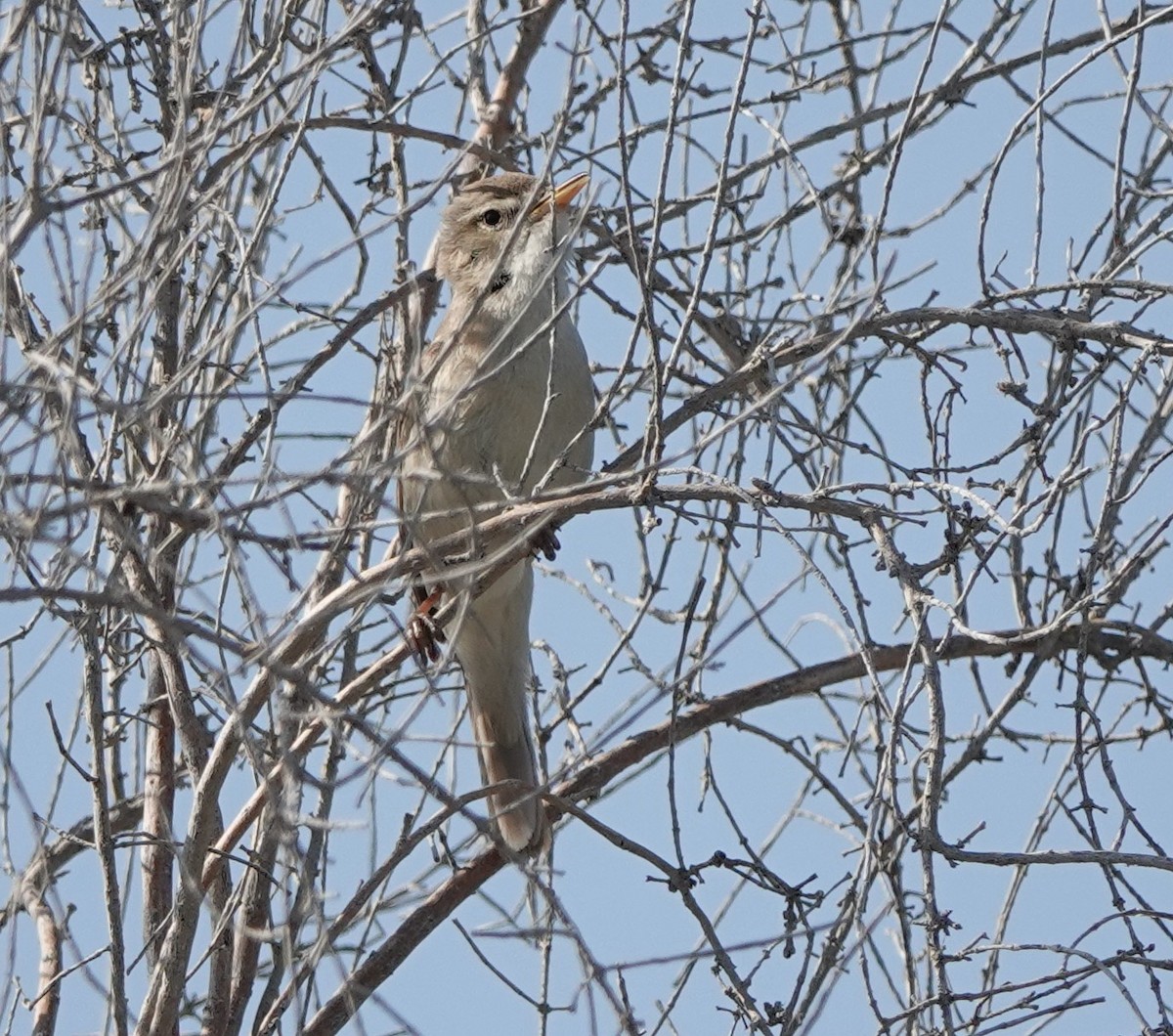 Sykes's Warbler - Martin Pitt